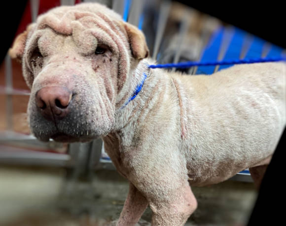 Cream Shar-Pei