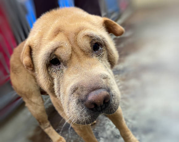 Fawn Shar-Pei