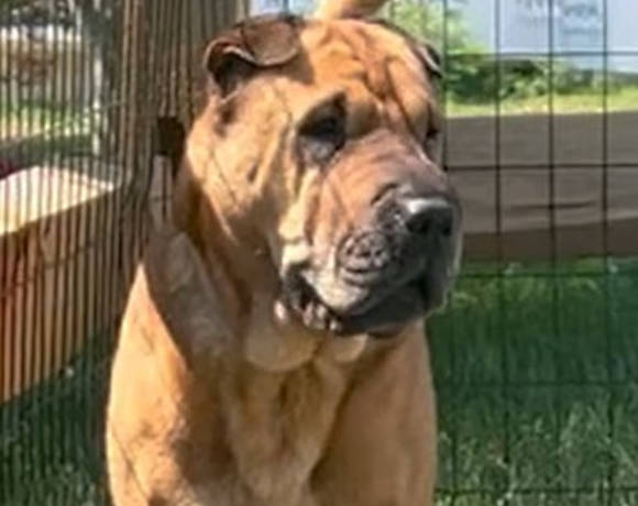 Fawn shar fashion pei