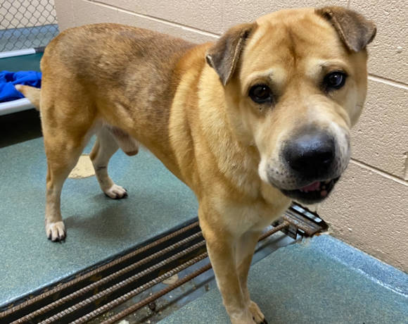 Henry Fawn Shar-Pei Mix