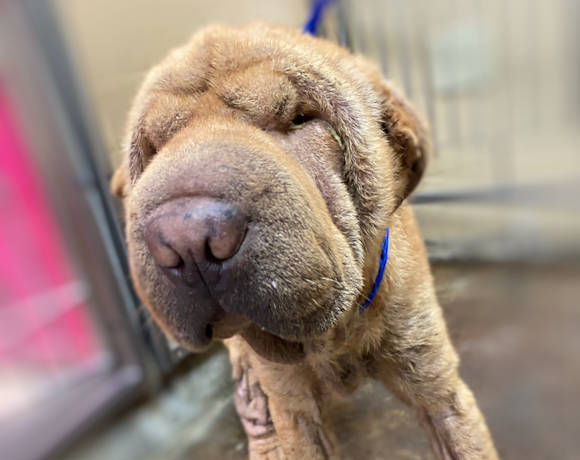 Red Shar-Pei