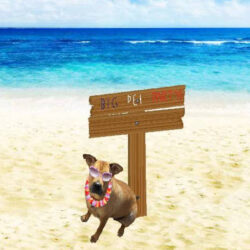 It’s time for our 15th Annual Beach Party Fundraiser to help the Rescue Shar-Pei!