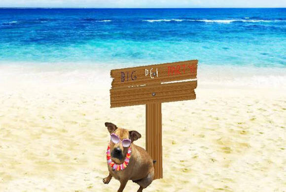 It’s time for our Beach Party Fundraiser to help the Rescue Shar-Pei!