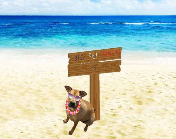 It’s time for our Beach Party Fundraiser to help the Rescue Shar-Pei!