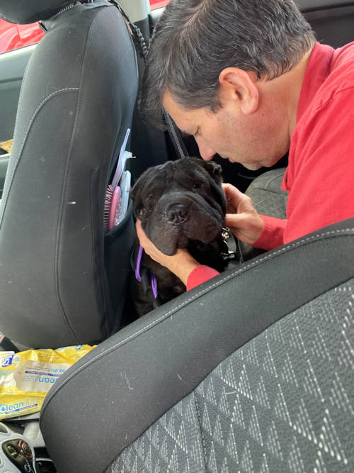 Esther Shar-Pei Transport