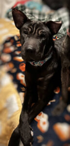 Soni Black Shar-Pei Mix