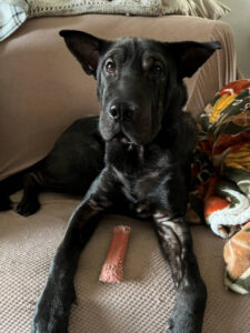 Soni Black Shar-Pei Mix