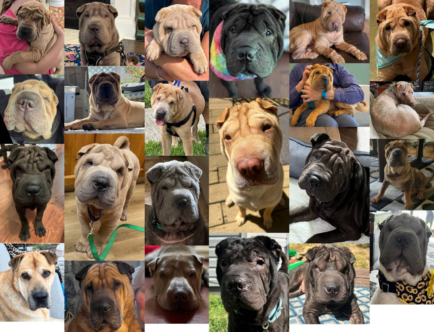 Shar-Pei Rescue of Virginia new additions