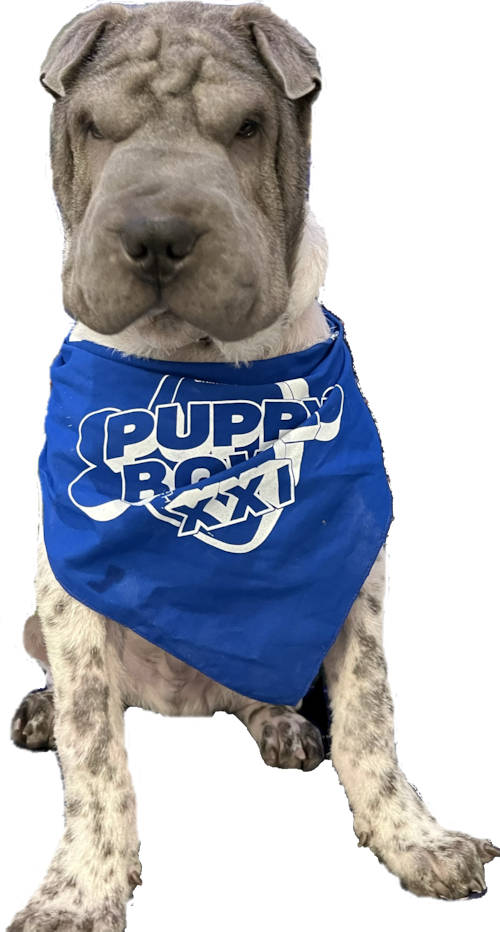 Puppy Bowl Gumbo