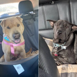 Hap-Pei News – Tater and Soni have adoptions pending!