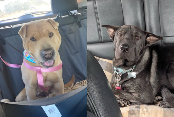 Hap-Pei News – Tater and Soni have adoptions pending!