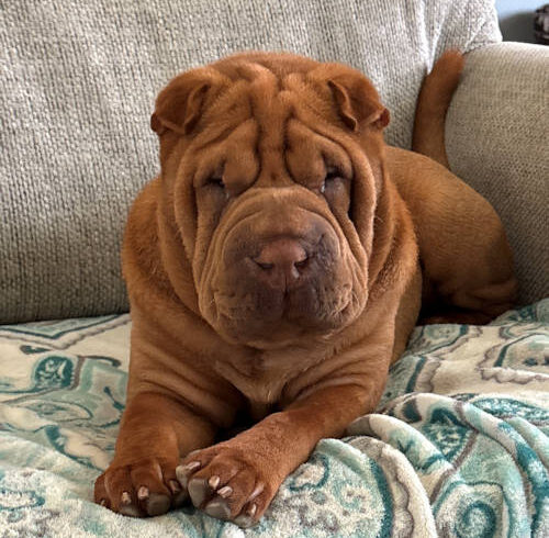 Stetson (pka Buster)