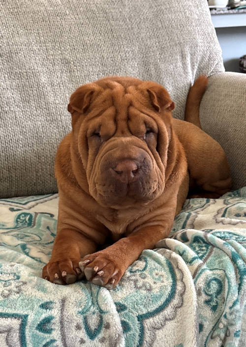 Stetson (pka Buster)