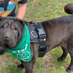 Beautiful, sweet Annie has crossed to Rainbow Bridge