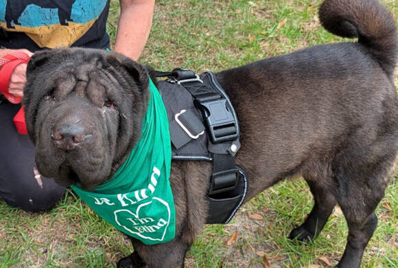 Beautiful, sweet Annie has crossed to Rainbow Bridge