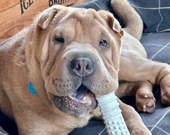 Oden (previously Otis)