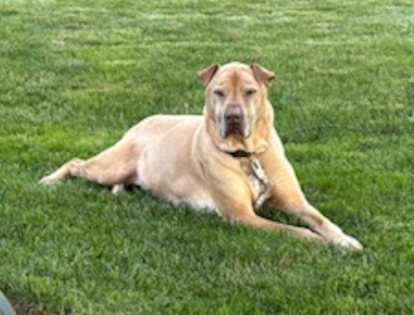 Sorella (previously Cal Lee)