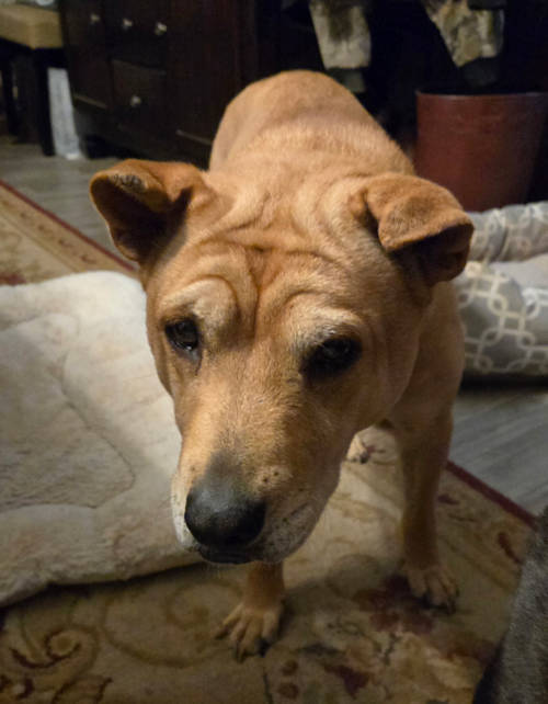 Daisy Mae Senior Shar-Pei