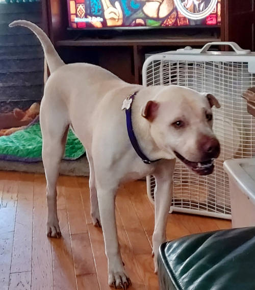 Annie Cream Shar-Pei