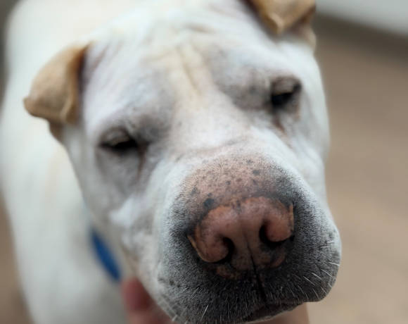 Wrinkles
