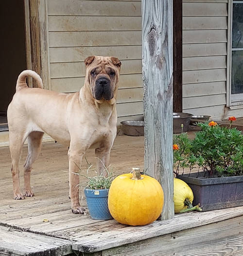 Tulsi Fawn Shar-Pei