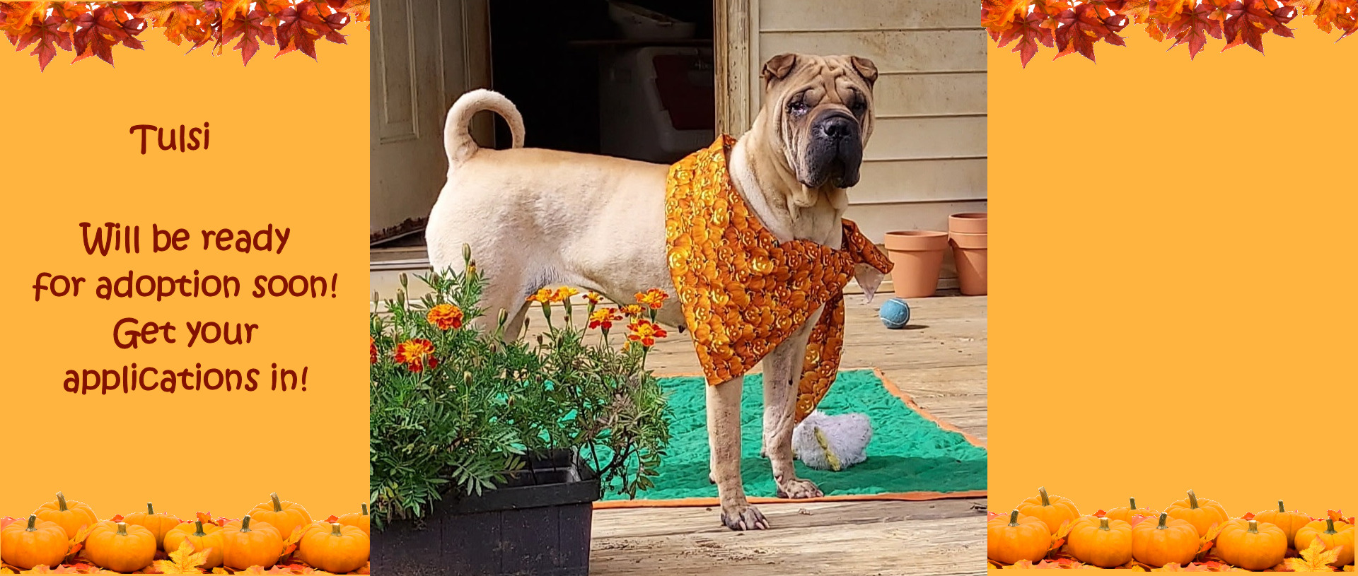 Tulsi - Fawn Shar-pei