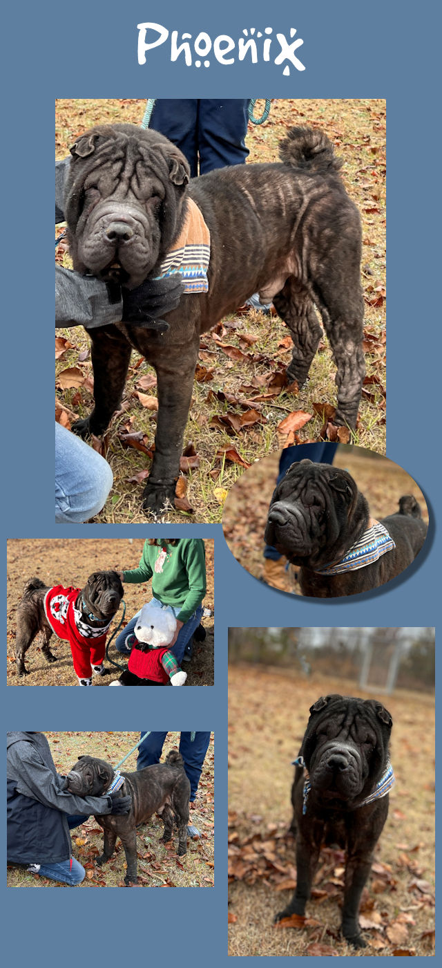 Chinese Shar-Pei - Phoenix