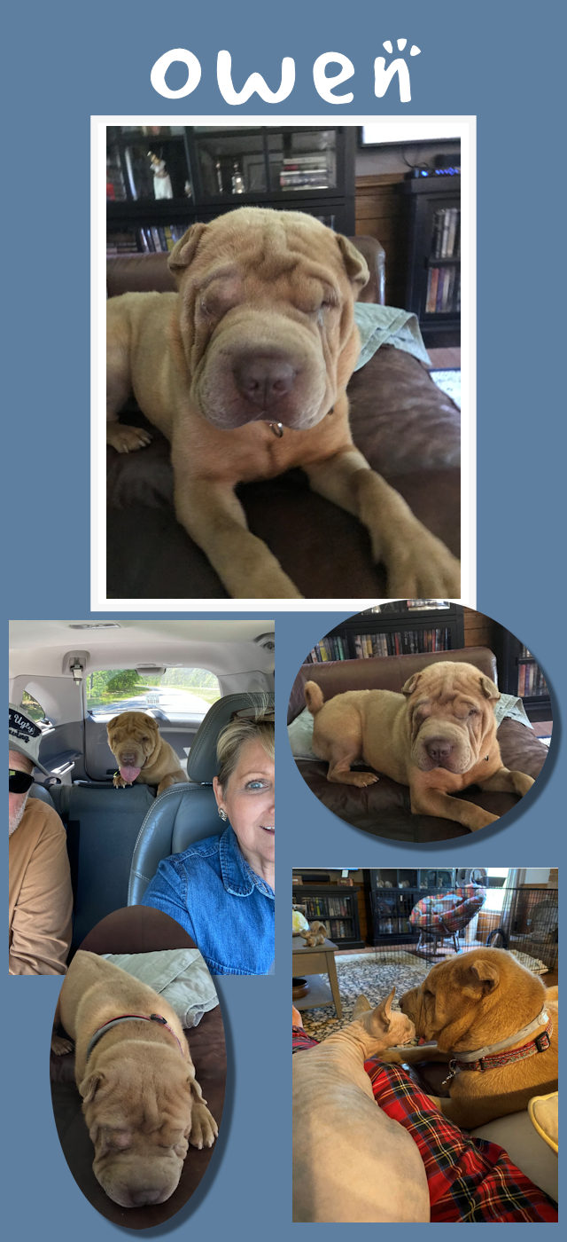 Chinese Shar-Pei - Owen