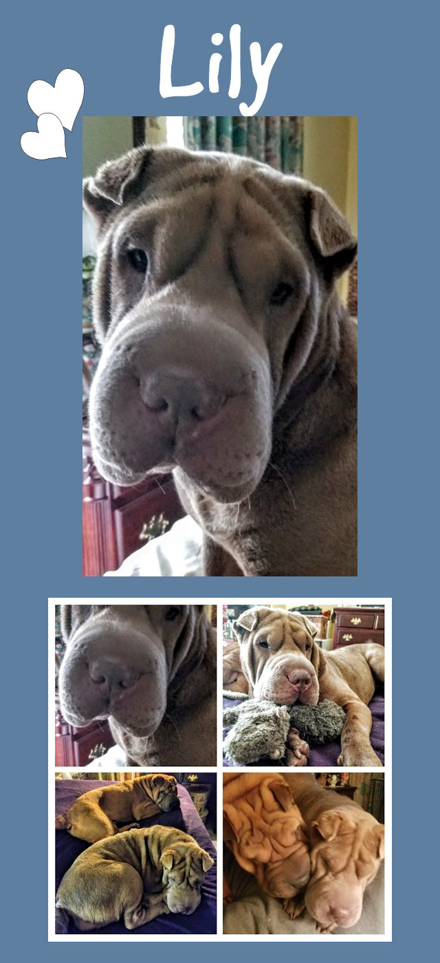 Chinese shar best sale pei adoption