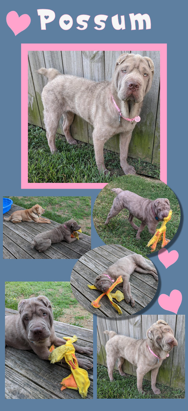 Chinese Shar-Pei - Possum