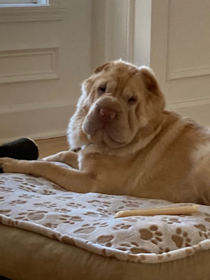 Shar-Pei Available for Adoption - Shar-Pei Rescue of Virginia ...