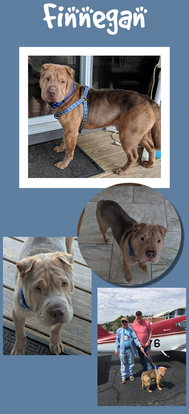 Chinese Shar-Pei - Finnegan