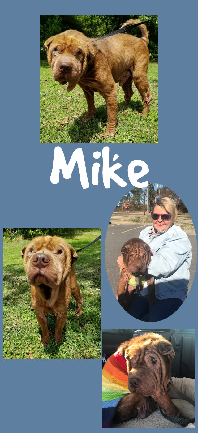 Chinese Shar-Pei - Mike