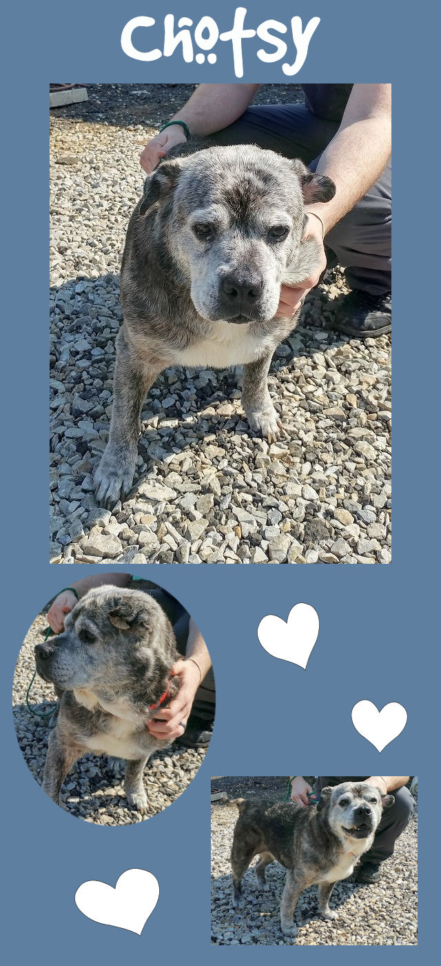 Chinese Shar-Pei Mix - Chotsy